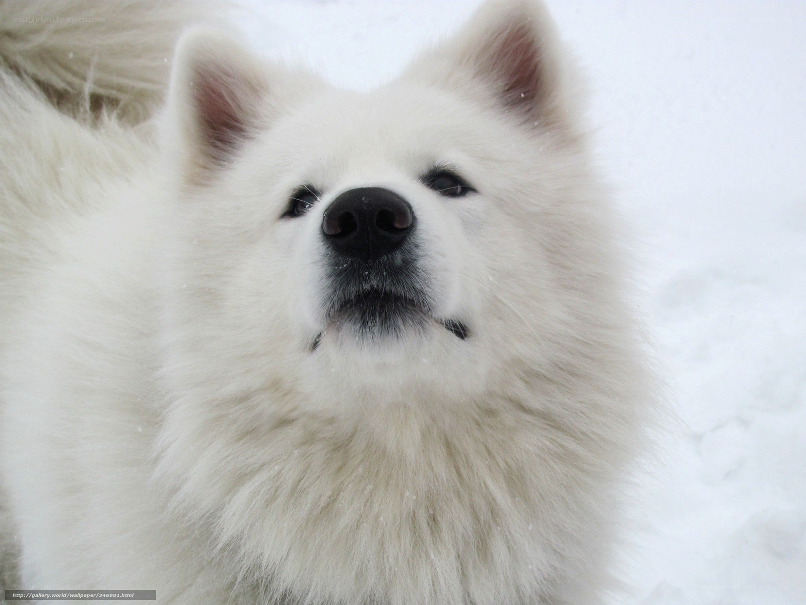 White dog in the snow