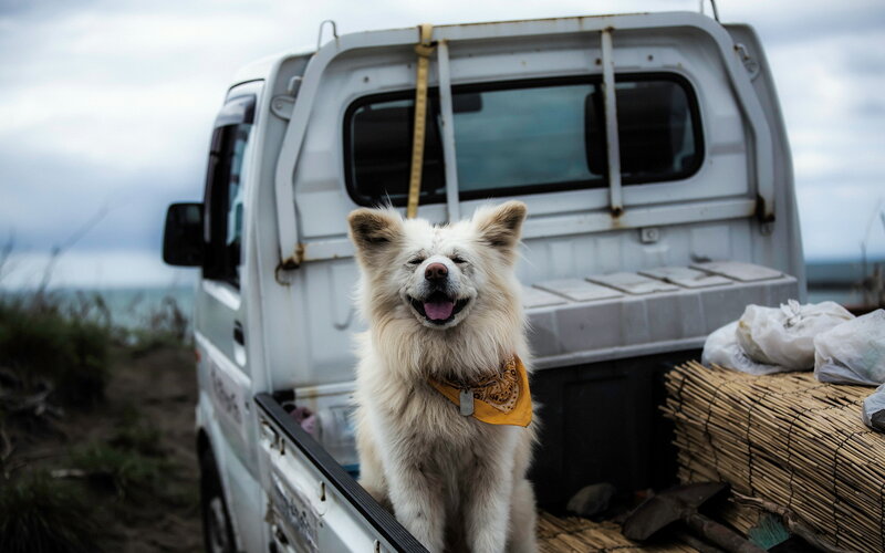 White Dog in Truck Bed