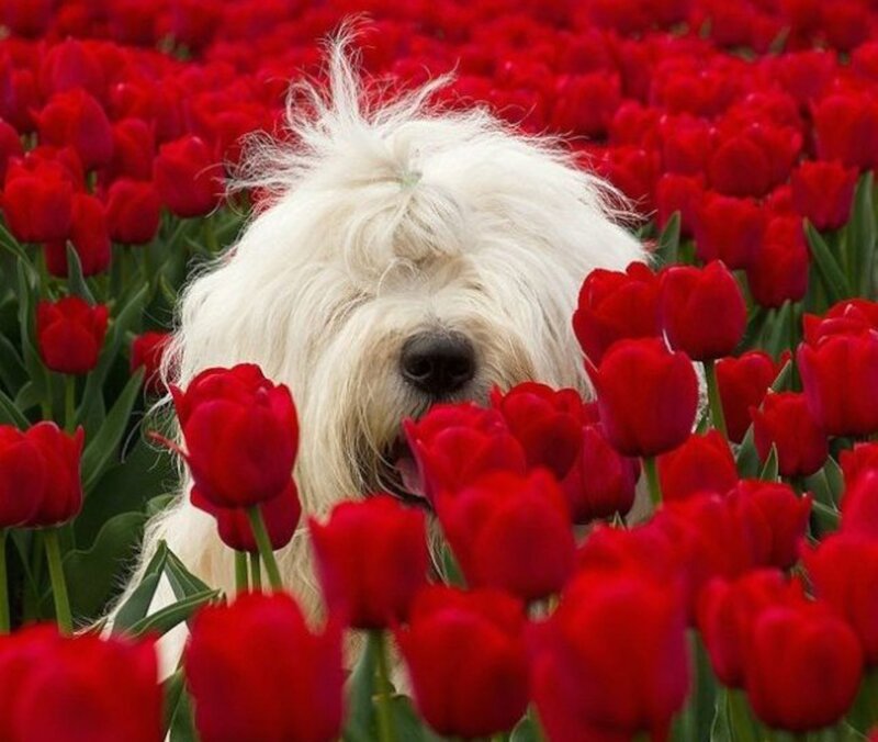 White Dog in Tulips — Red