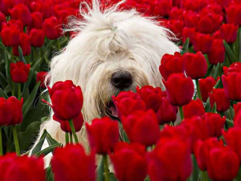White Dog in Tulips