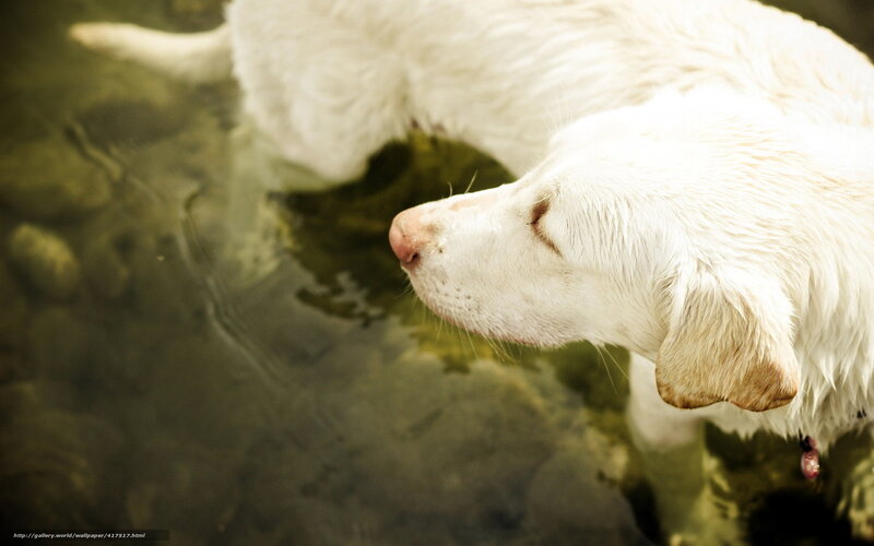 White Dog in Water — Calm, Photograph