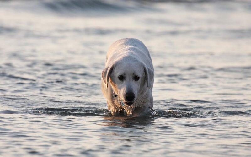 White Dog in Water — Calm