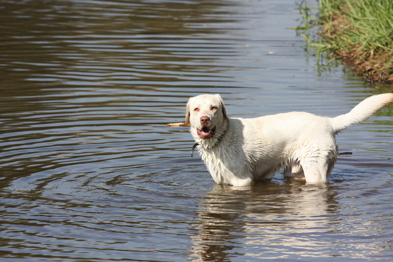 White Dog in Water — Playful