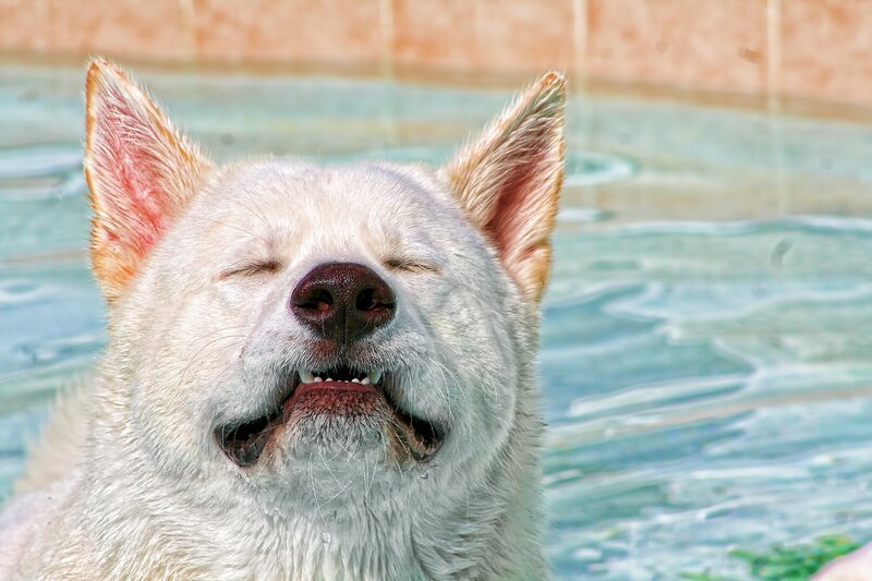 White Dog in Water — Relaxed