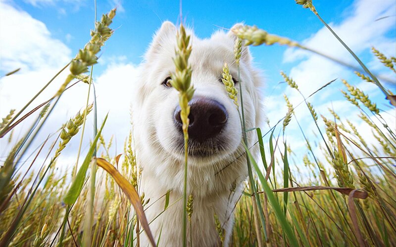 White Dog in Wheat Field