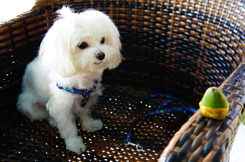 White Dog in Wicker Chair