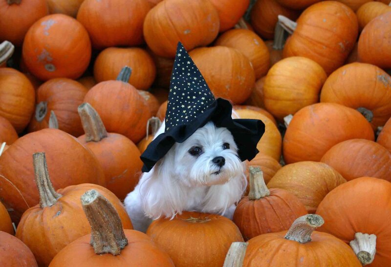 White Dog in Witch Hat