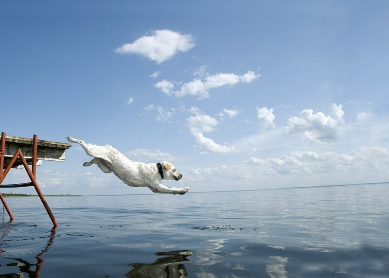 White Dog Jumping — Blue