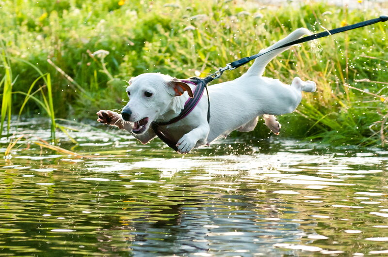 White Dog Jumping — Green