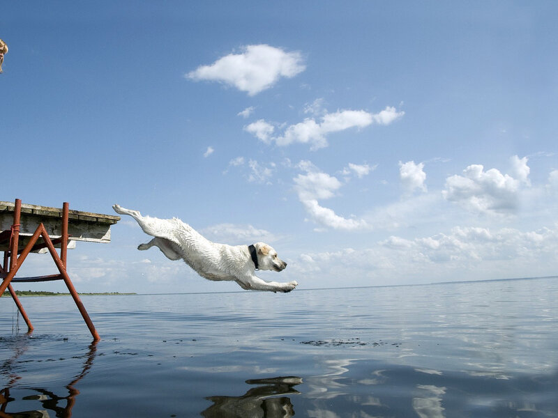 White Dog Jumping
