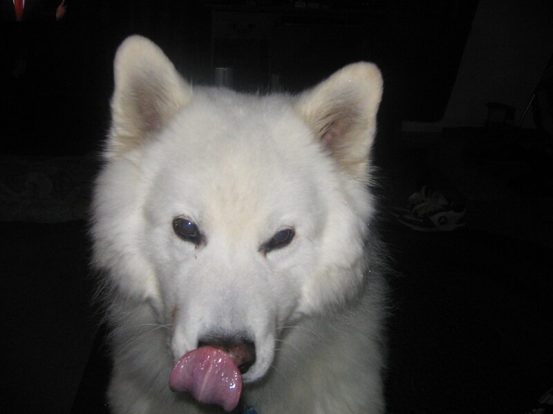 white dog licking its nose