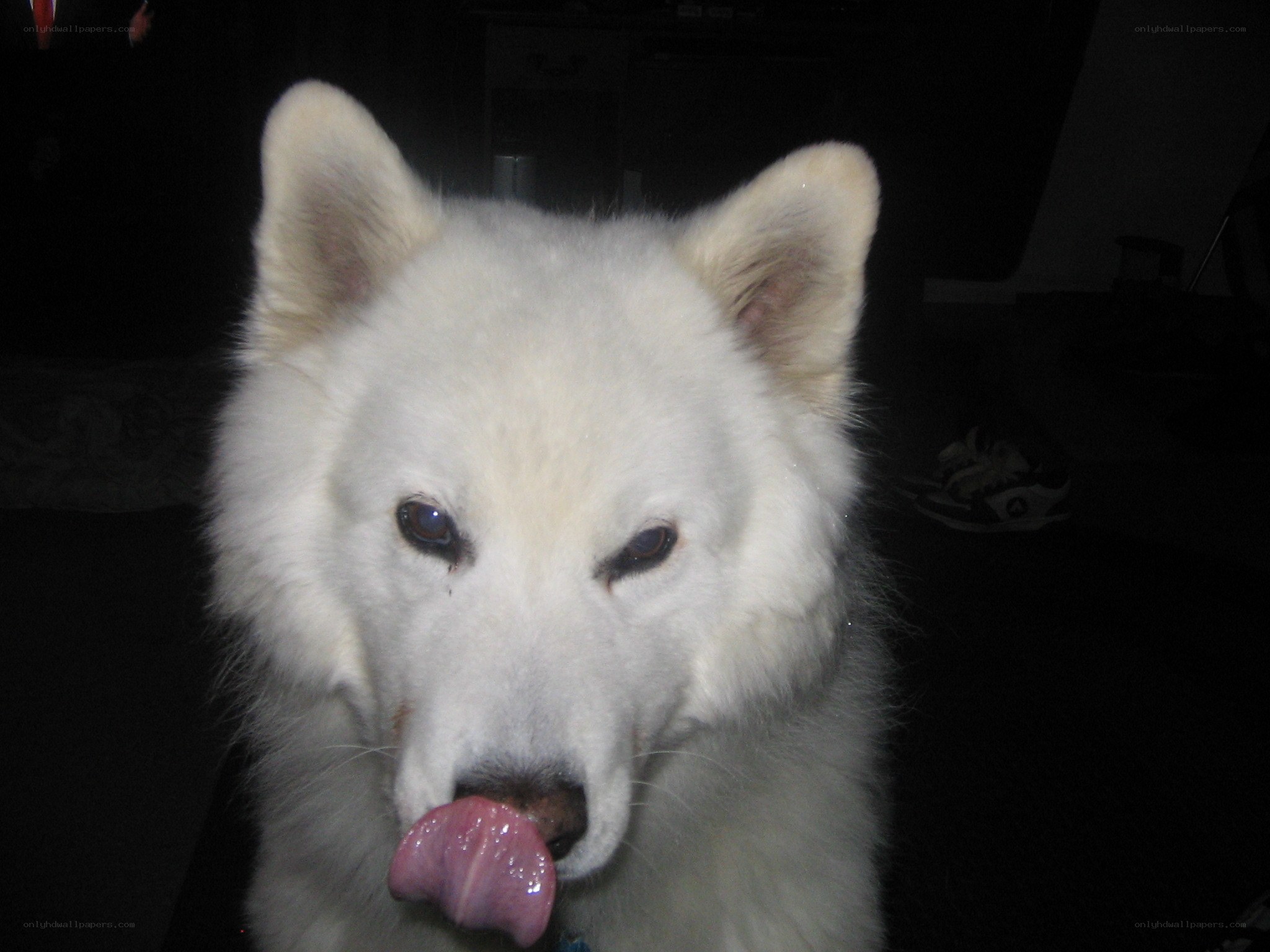 white dog licking its nose