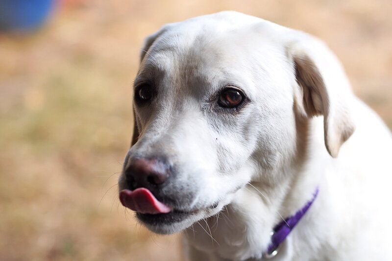 White Dog Licking Nose — Calm