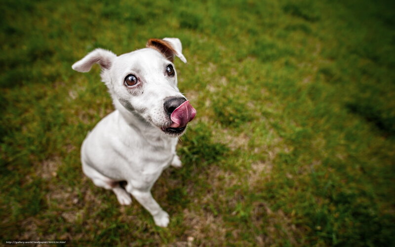 White Dog Licking Nose — Green, Playful