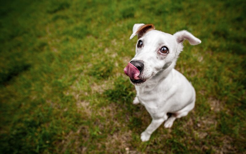 White Dog Licking Nose