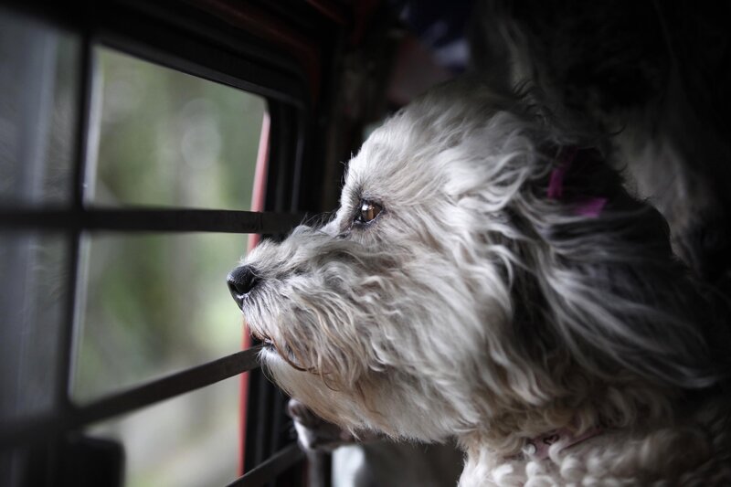 White Dog Looking Out Window — Calm
