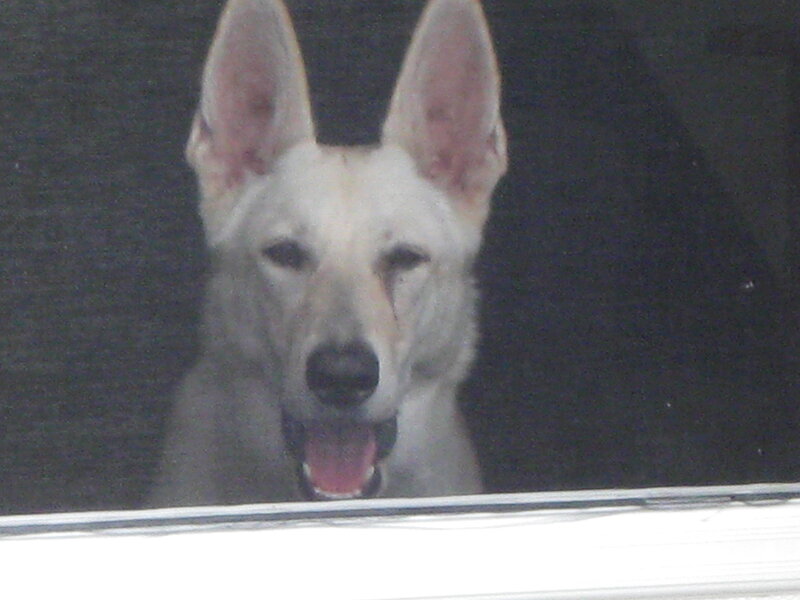 white dog looking out window