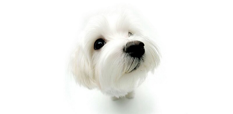 white dog looking up