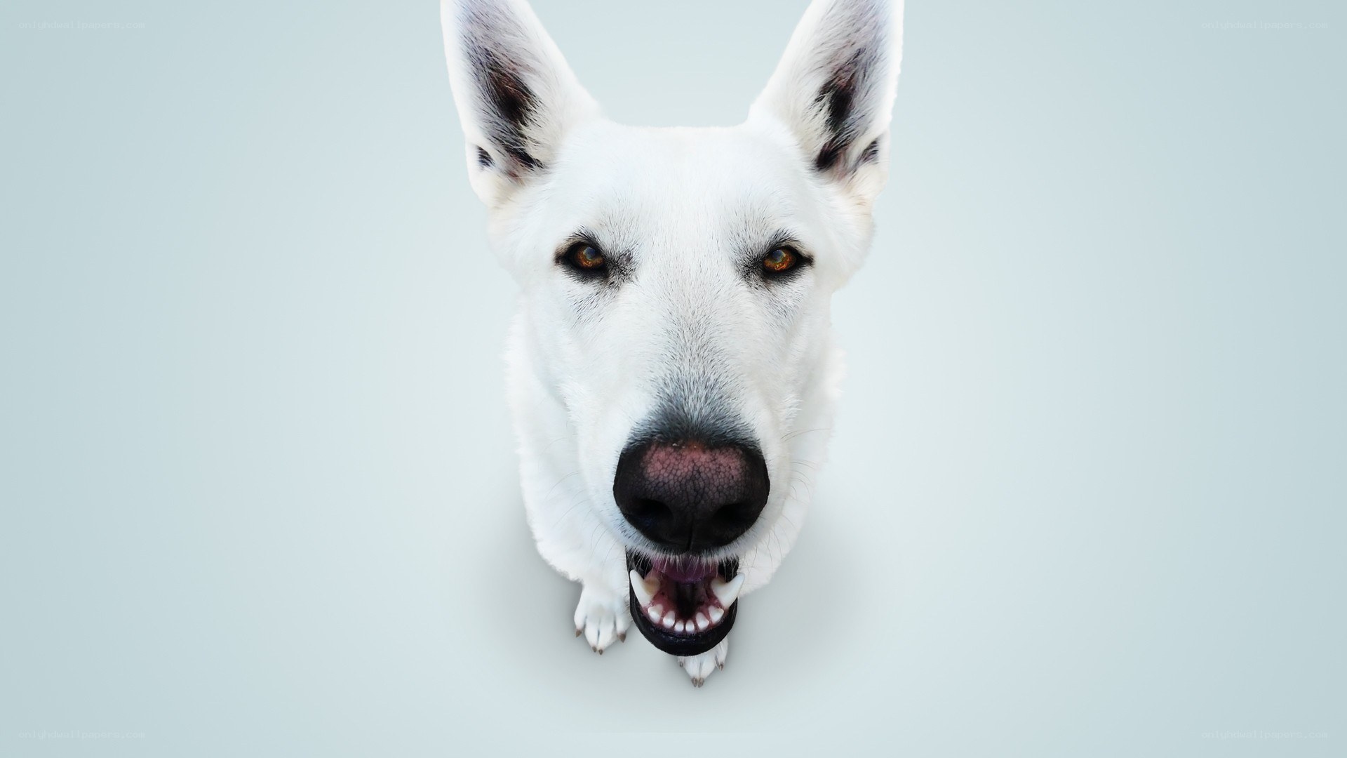white dog looking up