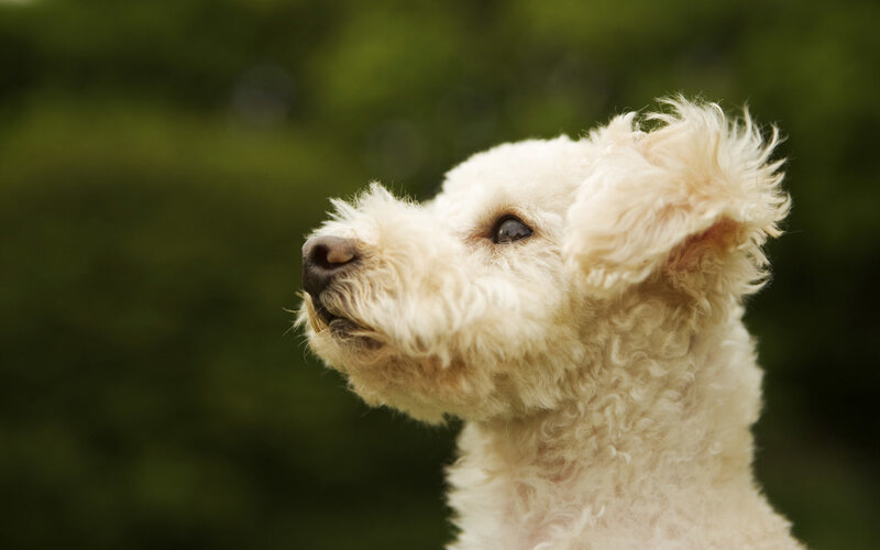 white dog looking up