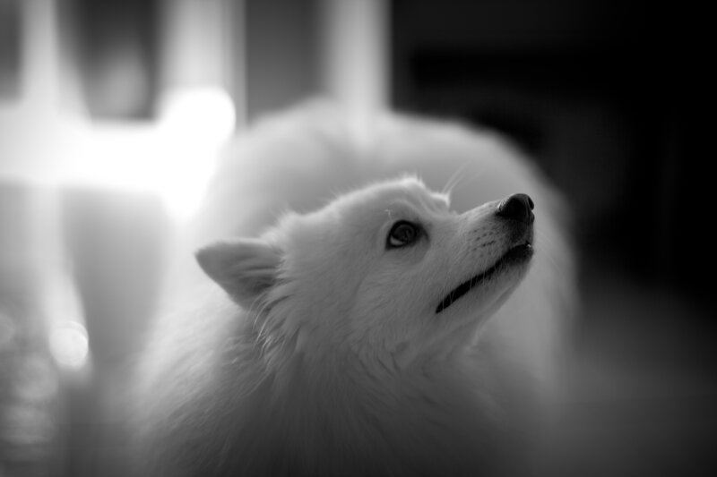 White Dog Looking Up — Black, Dramatic