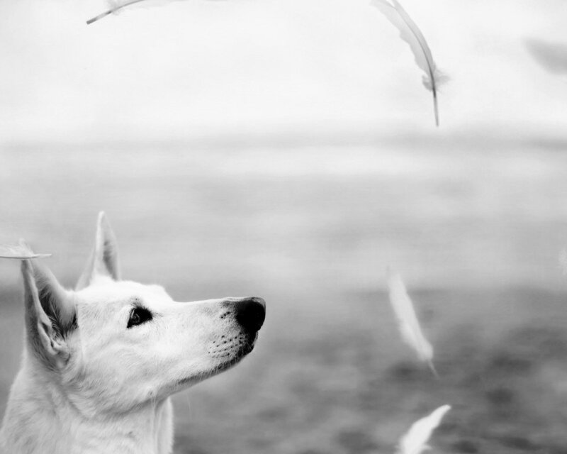 White Dog Looking Up — Black, Serene