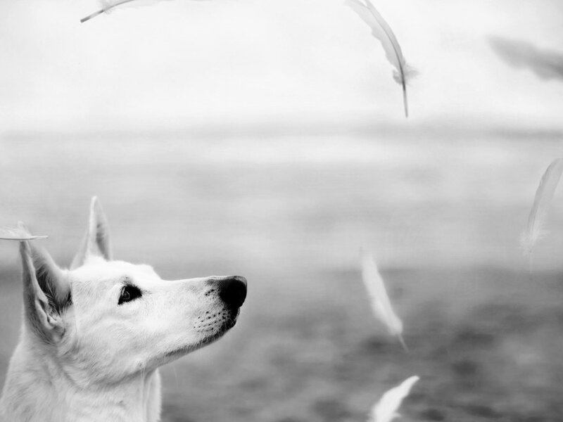 White Dog Looking Up — Black