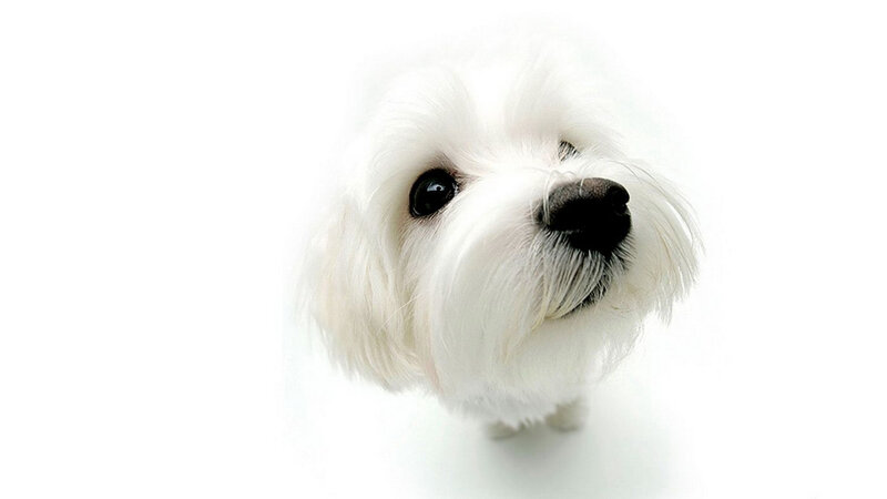 White Dog Looking Up — Neutral