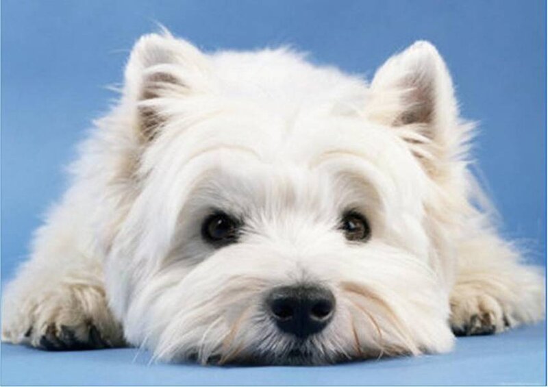 white dog lying down