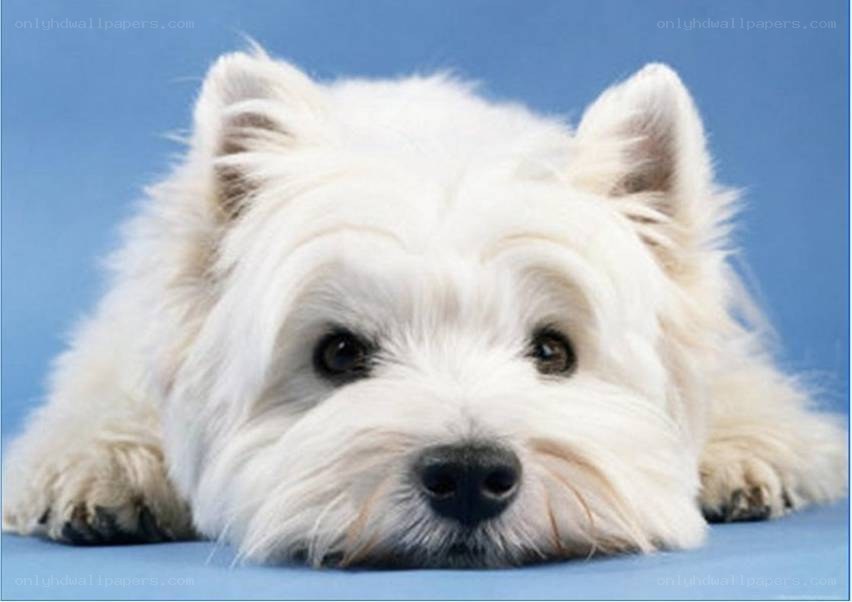 white dog lying down