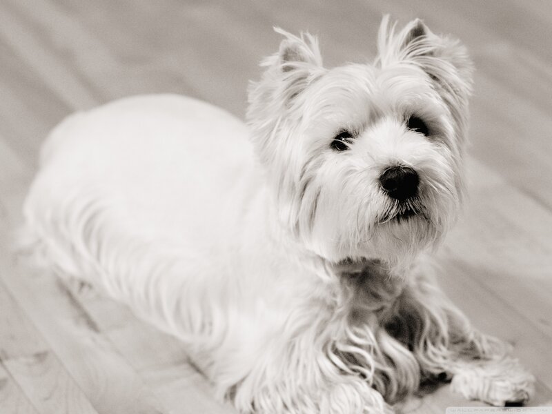 White Dog Lying Down — Black, Calm, Photograph, Floor