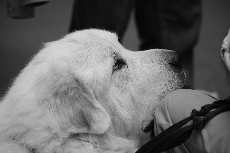 White Dog Lying Down — Black, Calm, Photograph, Person