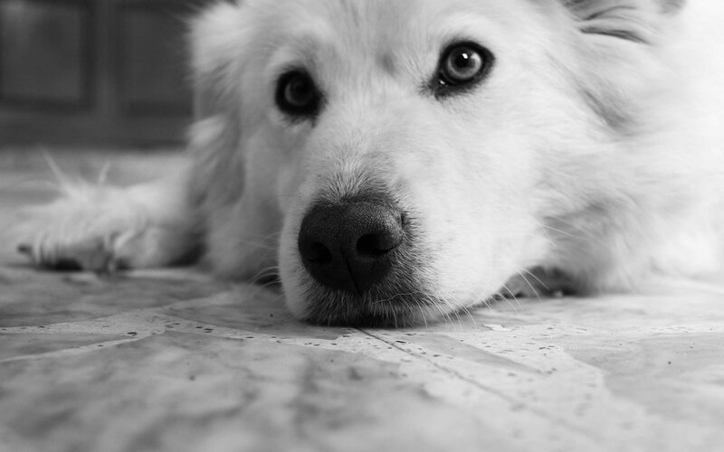 White Dog Lying Down — Black, Calm, Photograph