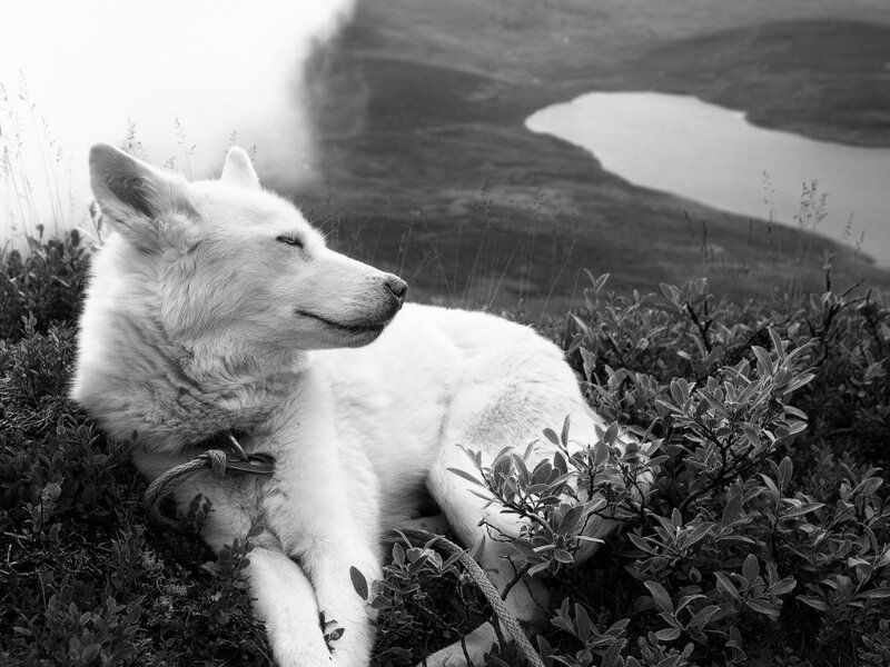 White Dog Lying Down — Black, Serene