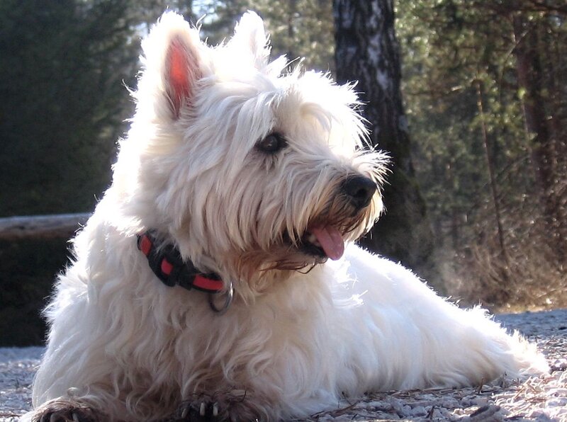 White Dog Lying Down — Calm, Afternoon, Photograph