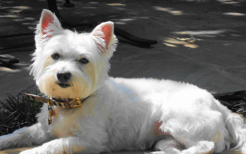 White Dog Lying Down — Calm, Afternoon