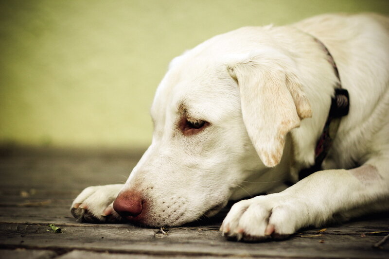 White Dog Lying Down — Calm, Photograph, Collar, Wooden Surface