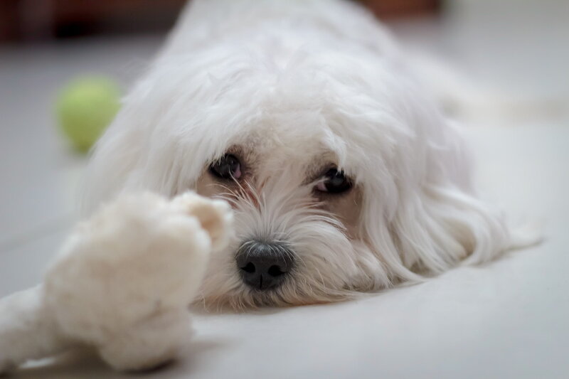 White Dog Lying Down — Calm, Photograph, Paw