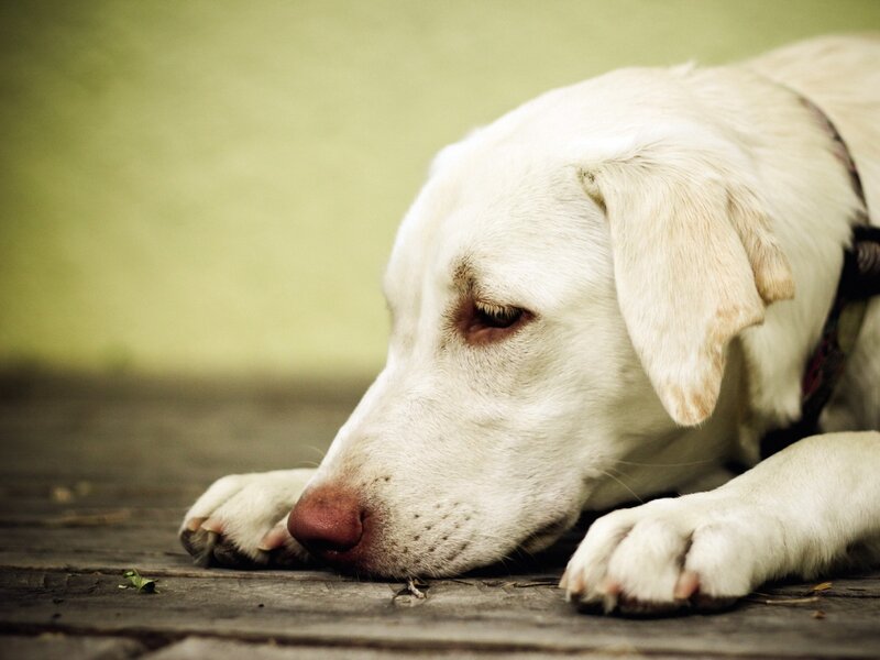 White Dog Lying Down — Calm, Photograph, Paws