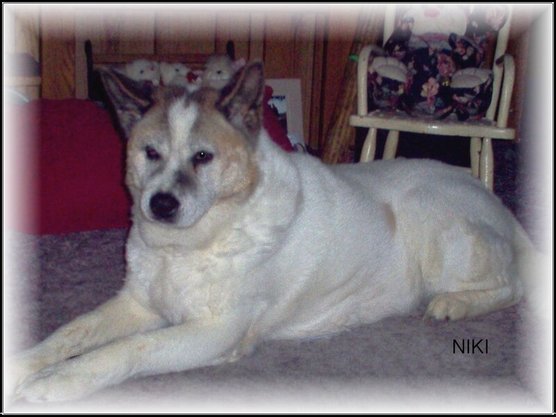 White Dog Lying Down — Calm, Photograph