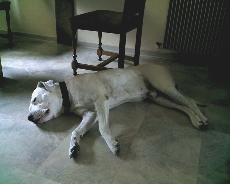 White Dog Lying Down — Calm