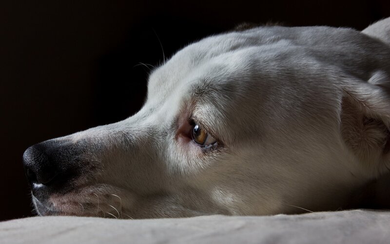 White Dog Lying Down — Dramatic