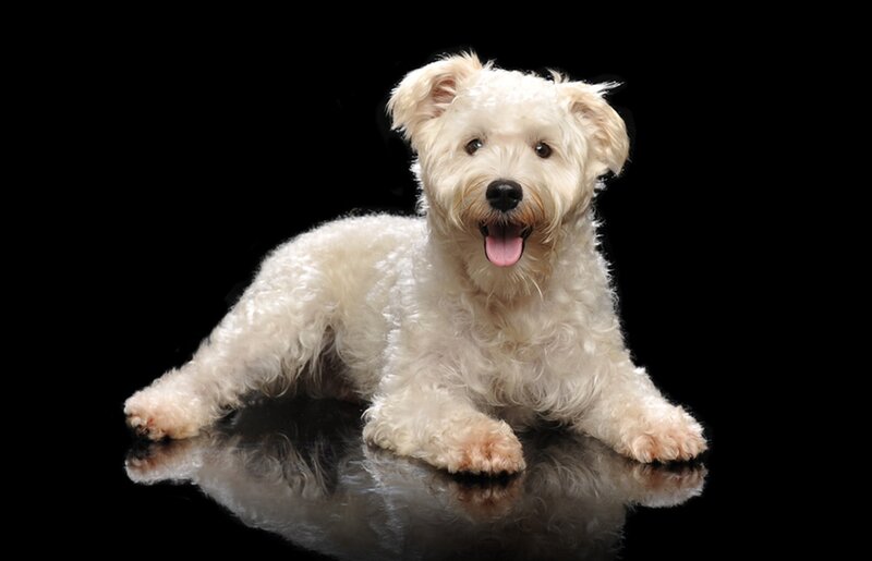 White Dog Lying Down — Neutral