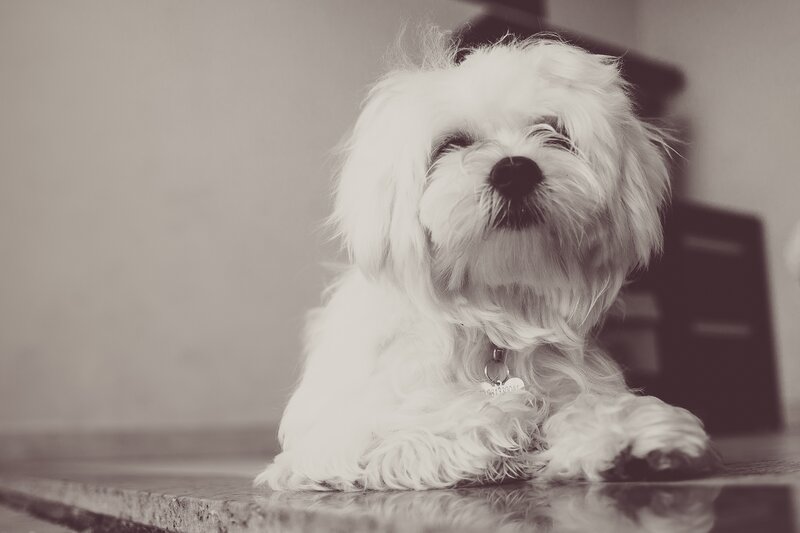 white dog lying down