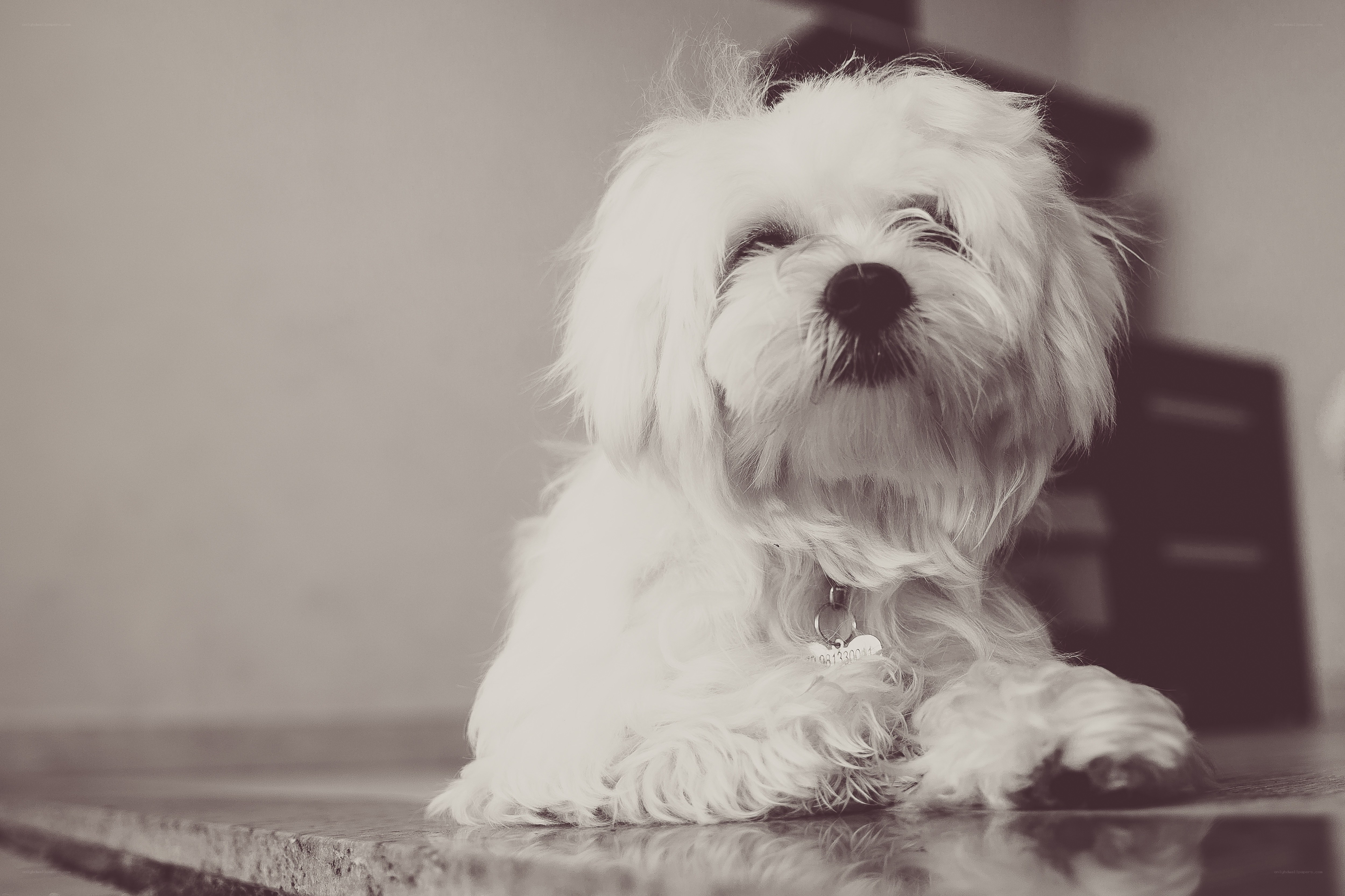 white dog lying down