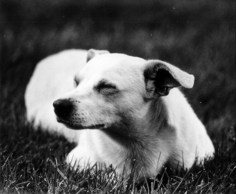 White Dog Lying in Grass — Black, Calm