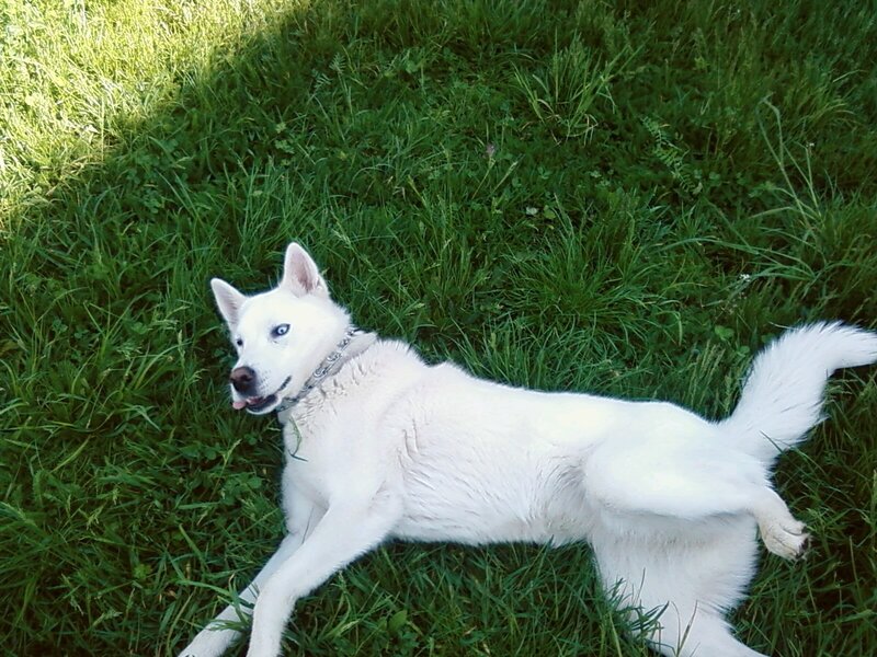 White dog lying in grass