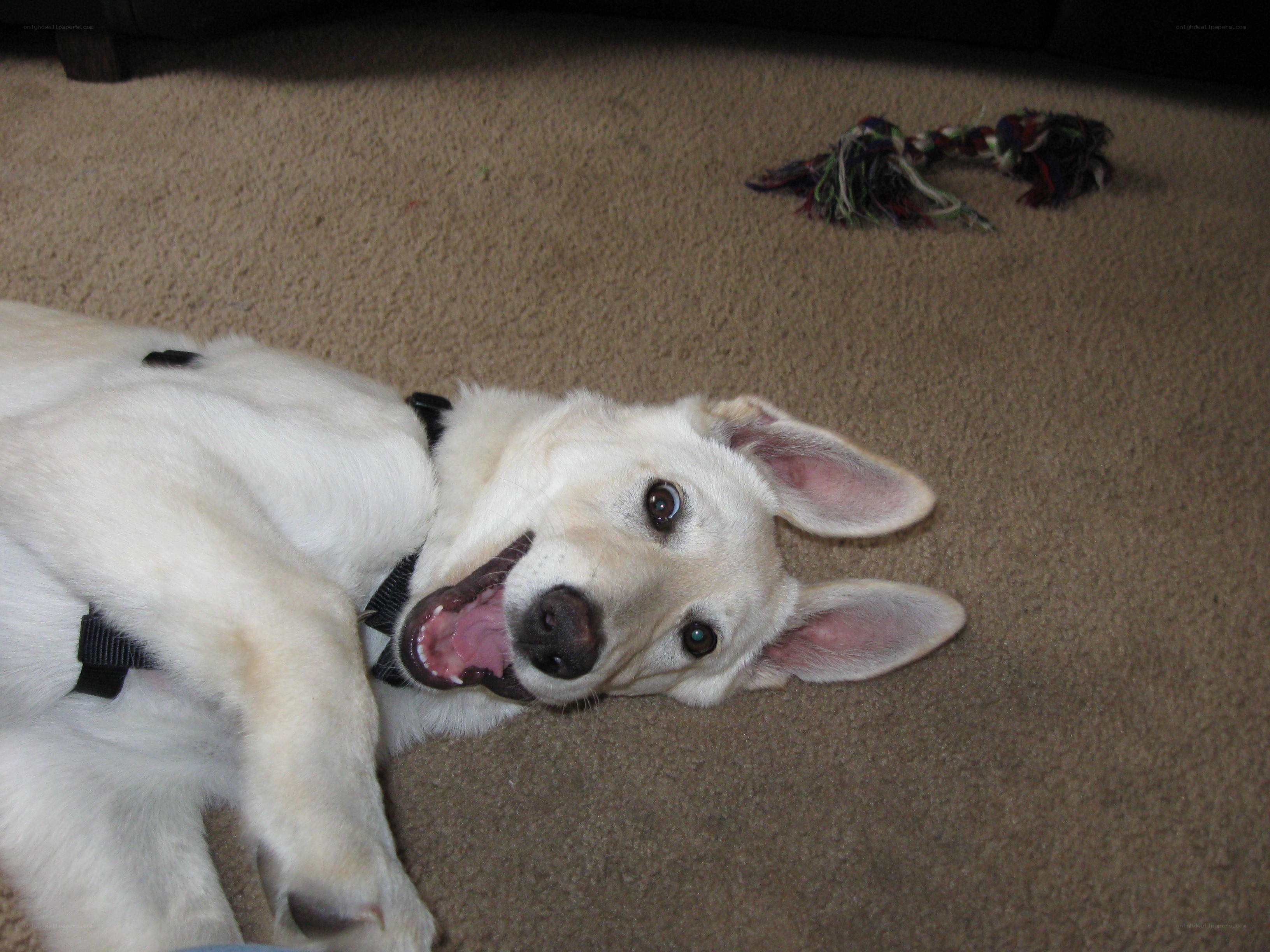 white dog lying on carpet