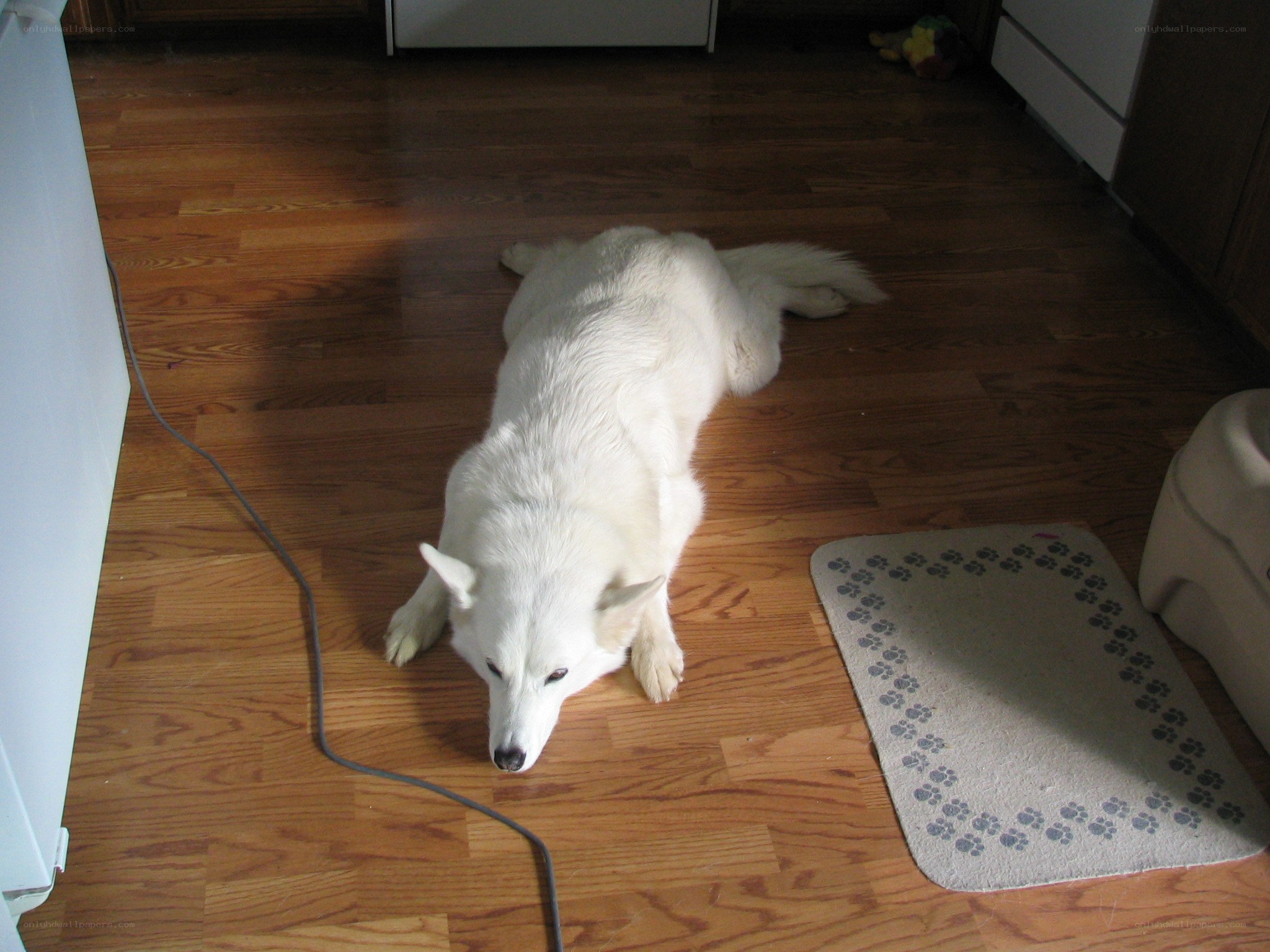 white dog lying on floor