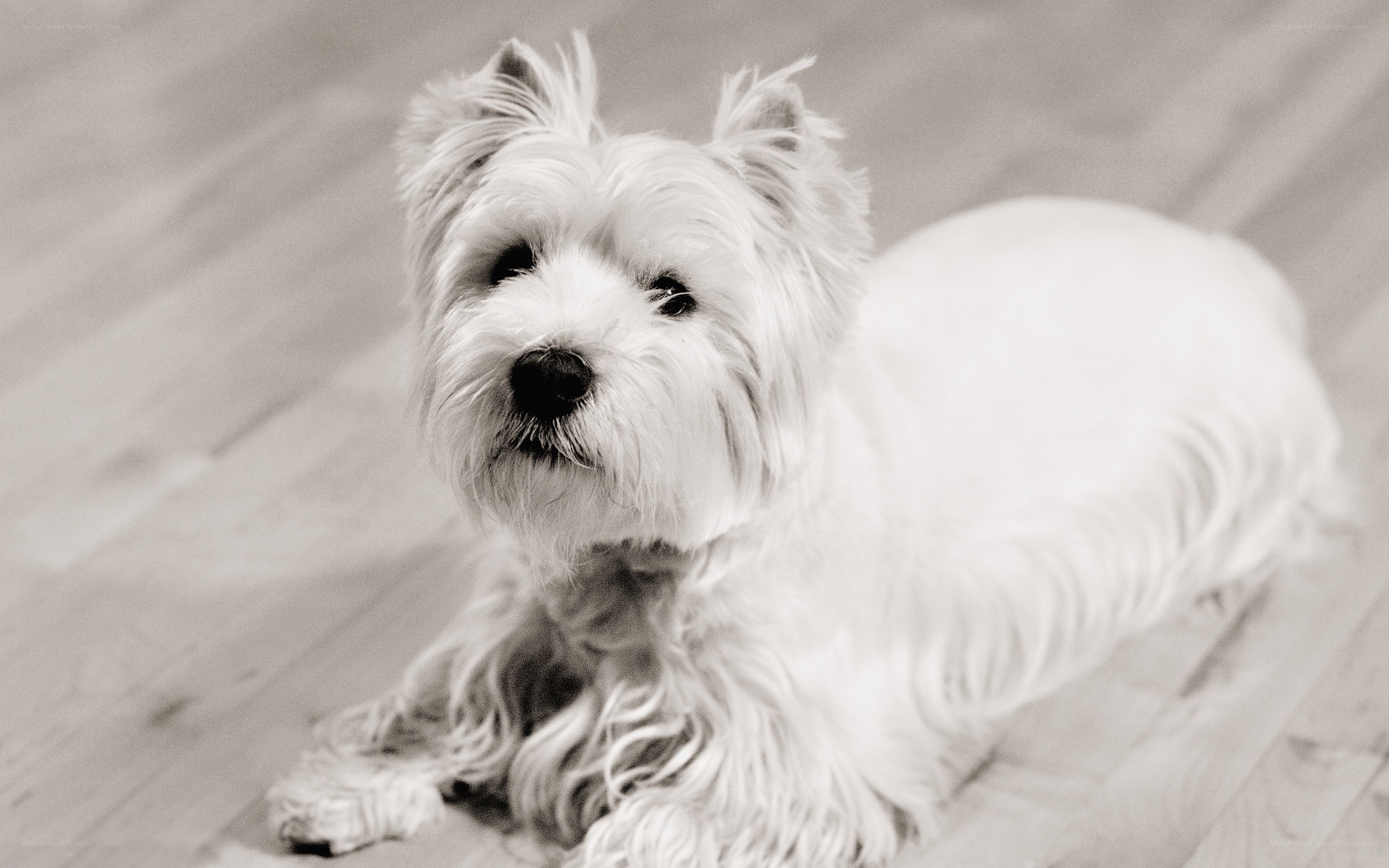 white dog lying on floor